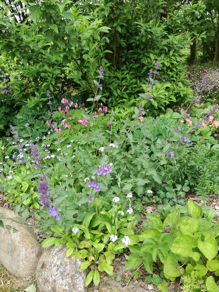 Alm. Blåkant (Nepeta faassenii ”Walker´s low”)